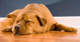 Which wooden floors work the best with dogs Which wooden floors work the best with dogs
